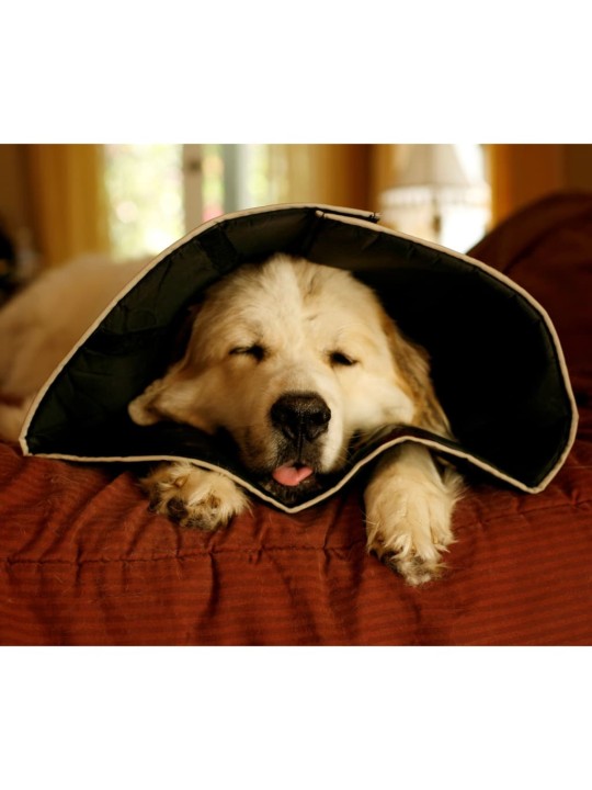 All Four Paws Apsauginė apykaklė Comfy Cone, juodos spalvos, 25cm, L