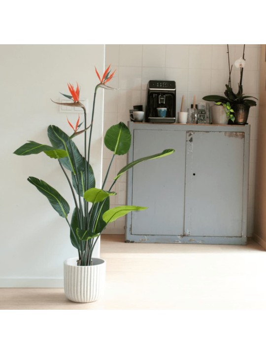 Emerald Dirbtinis augalas-vazoninė strelicija su žiedais, 120cm